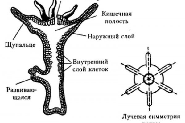 Кракен вход рабочий